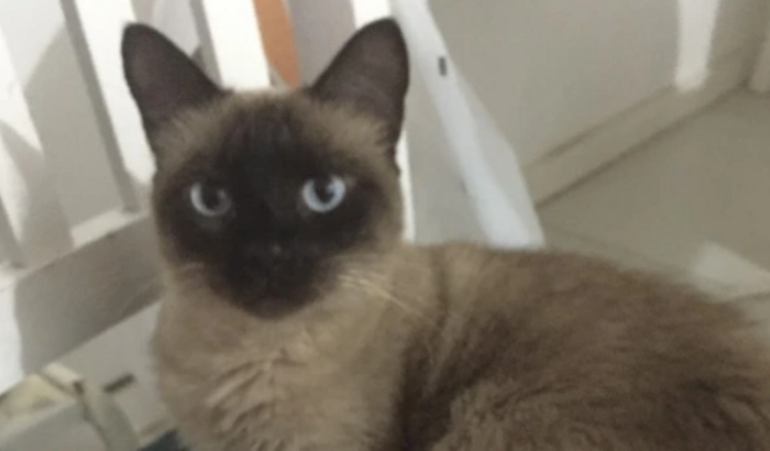 Ajuda para pagar cirurgia para retirada de linfoma da gatinha Cacá 