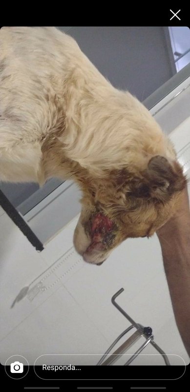 Cachorro surdo com bicheira na boca