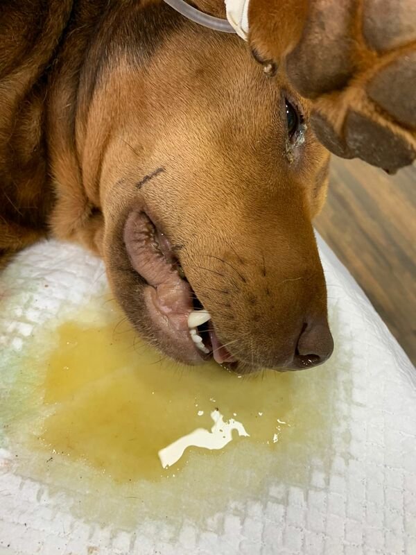 Cachorro atropelado morreu 