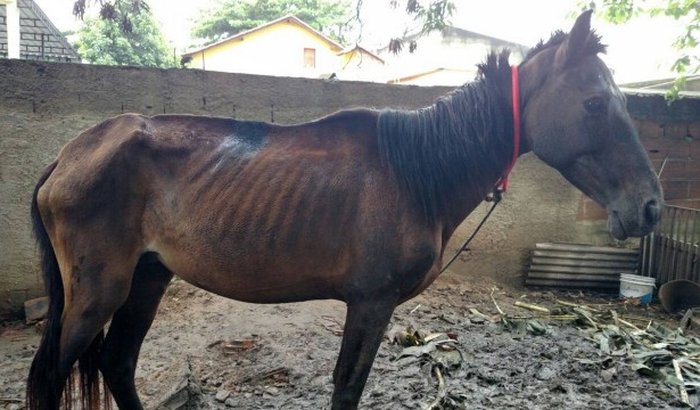 Ajude Cavalos Maltratados