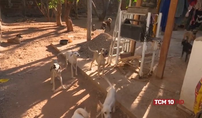 Ajuda pra comprar uma casa pro meus animais 