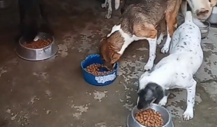 Construção de abrigo para 40 cães e 20 gatos