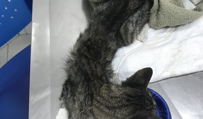 Ajude a gatinha Olga