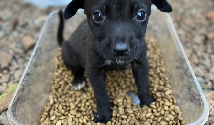AJUDA CASO FILHOTES ABANDONADOS EM XAVANTINA - SC