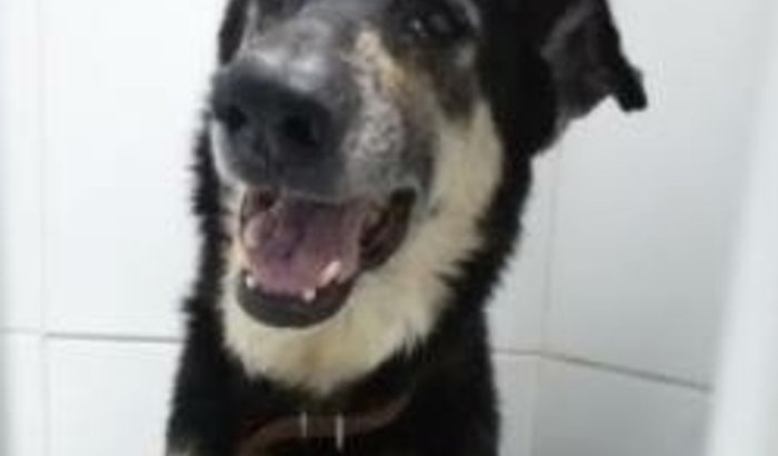 Salve Apollo - Ajude um Peludo a Andar!