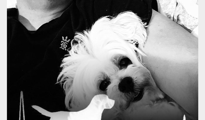Ajuda tratamento cardíaco do Lucky 