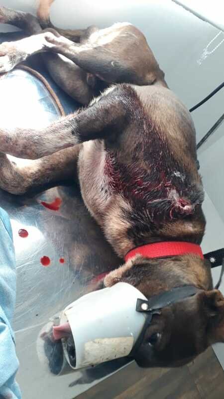 Cachorro esfaqueado