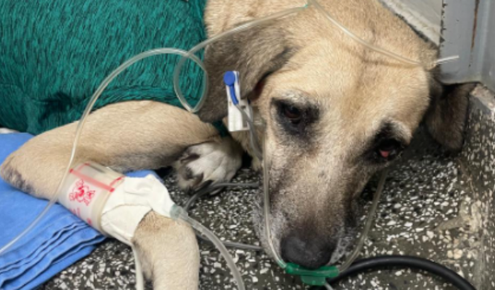 Resgates Sobradinho: Voluntários @PapodeGataseDogs