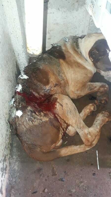 Cachorro machucado grave 