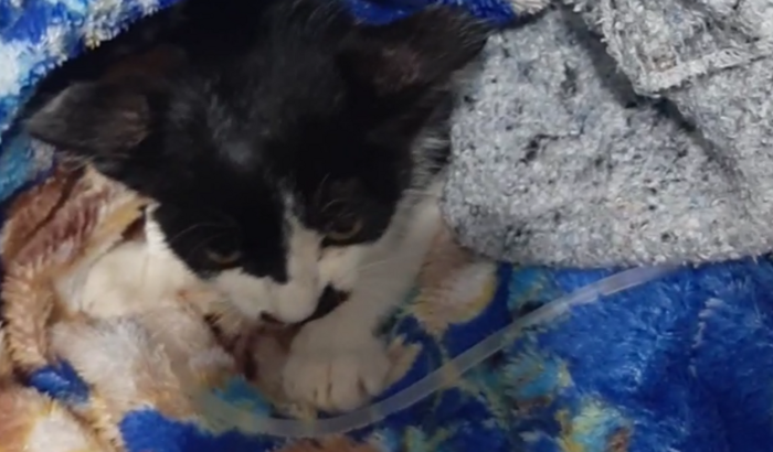 Ajudem um Filhote de Gatinho a VIVER