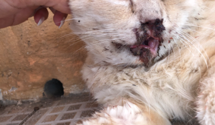 Ajudar na Cirurgia de Creme