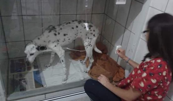 AJUDEM A SALVAR A LILICA