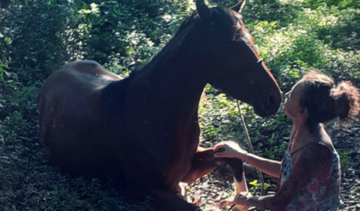 Terapia através da conexão Cavalo-humano/ Curso de doma índia