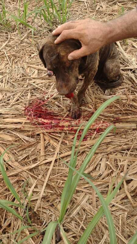 Cachorrinha usina atropelada