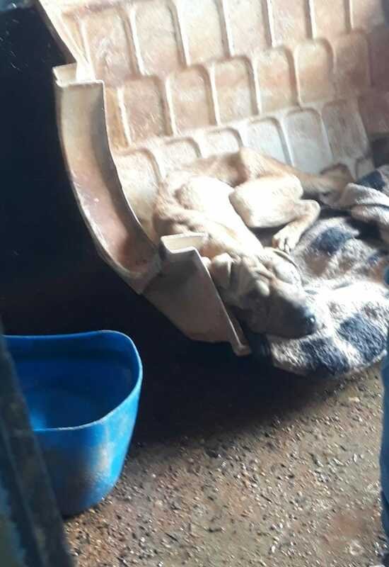 Cachorro resgatado no canil 