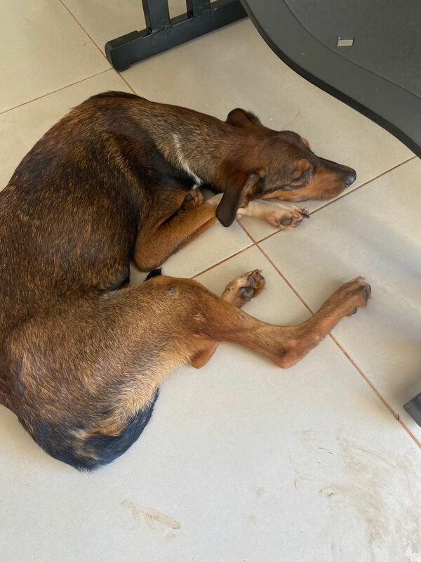 Cachorro em situação de rua doente