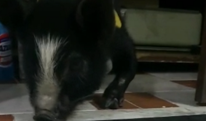 Cirurgia Luana mini pig