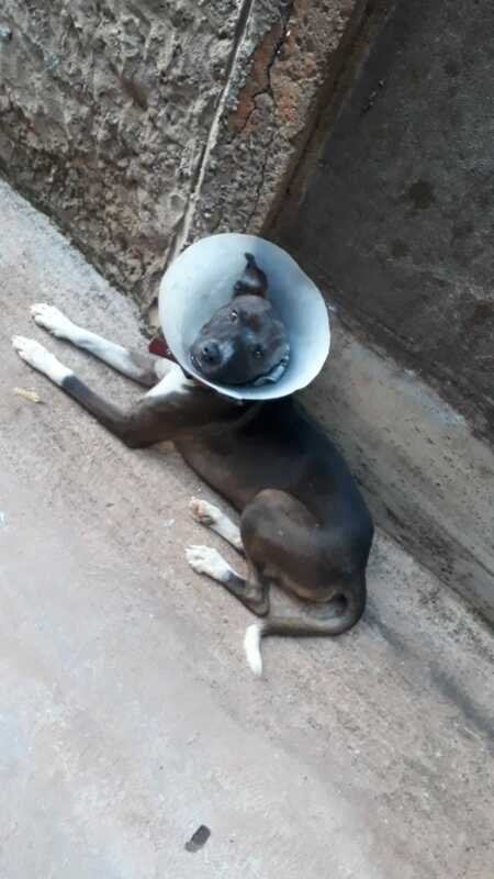 Cachorro esfaqueado 