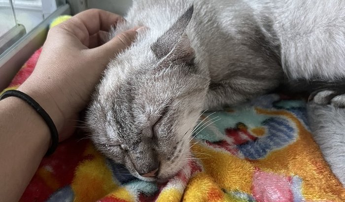 Ajude a Eva em mais essa batalha.