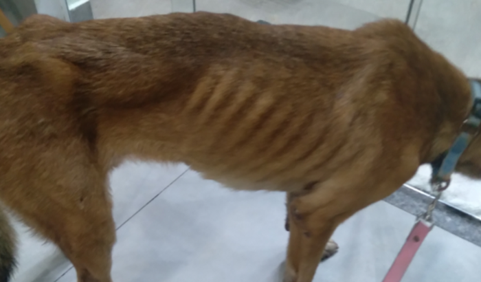 Ajuda um protetor de animais comprar um transporte para seus resgates