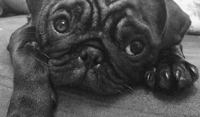 Toddy - Cirurgia Síndrome de Shunt