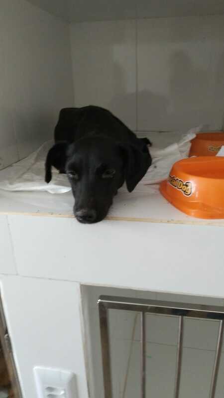Cachorra achada no mato com anemia 
