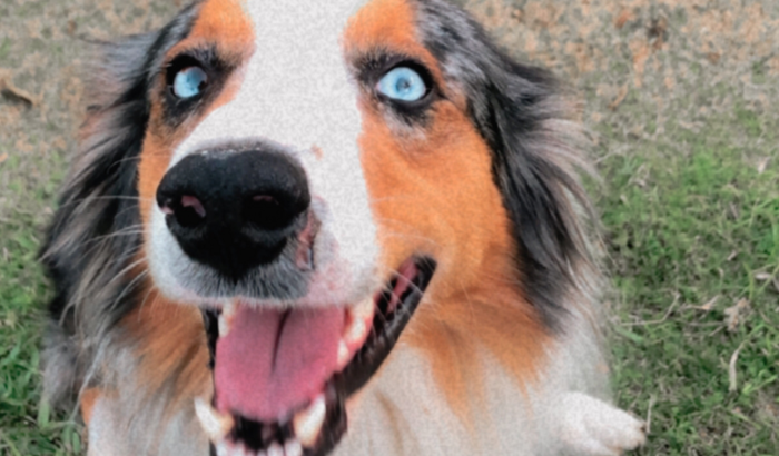 Cirurgia ortopédica do Sheik 🐶