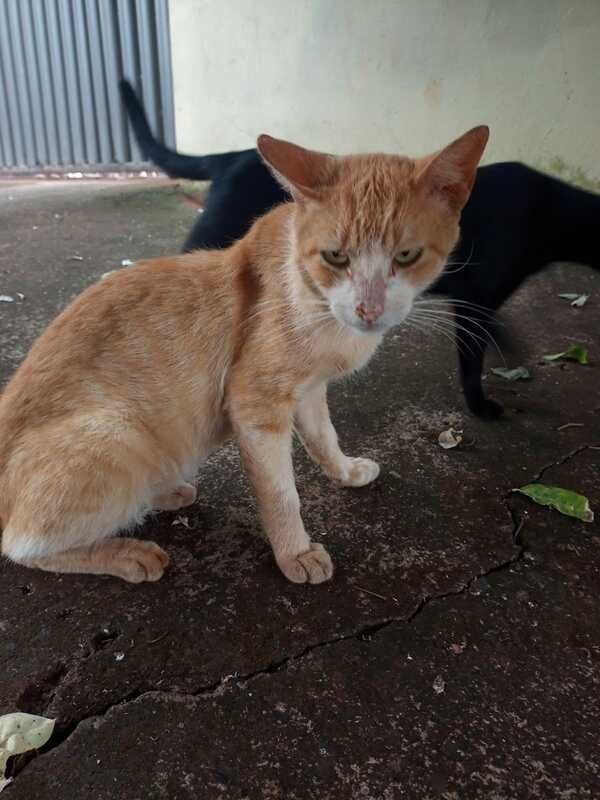 Gato doente 