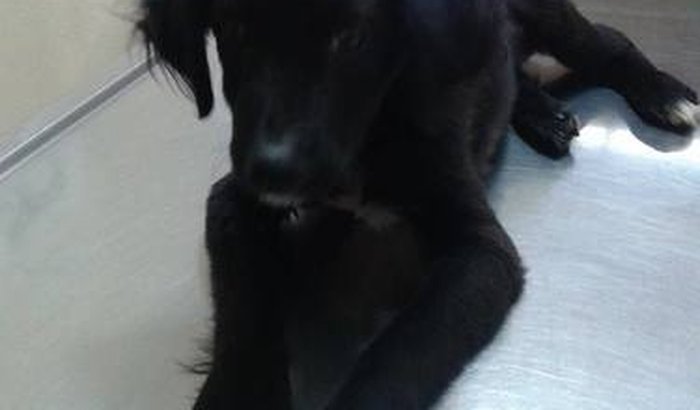 Ajude o "JACK" a voltar a andar