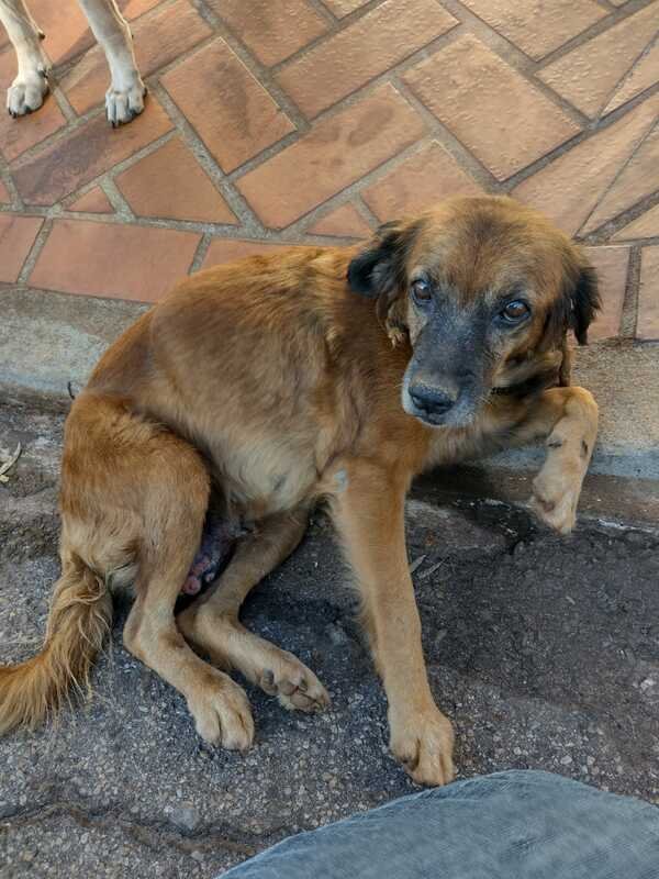 Cachorro com TVT 