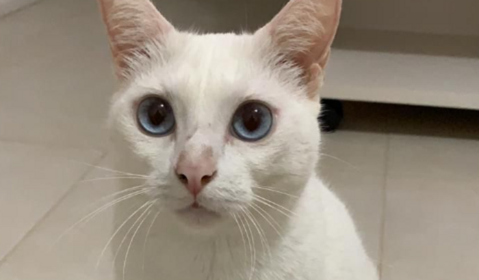 Ajude o gatinho Rony