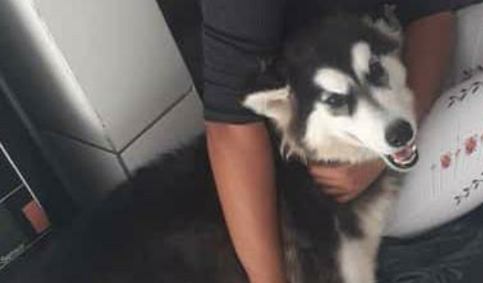 Ajuda para o tratamento do meu cachorro que precisa de transfusão de sangue