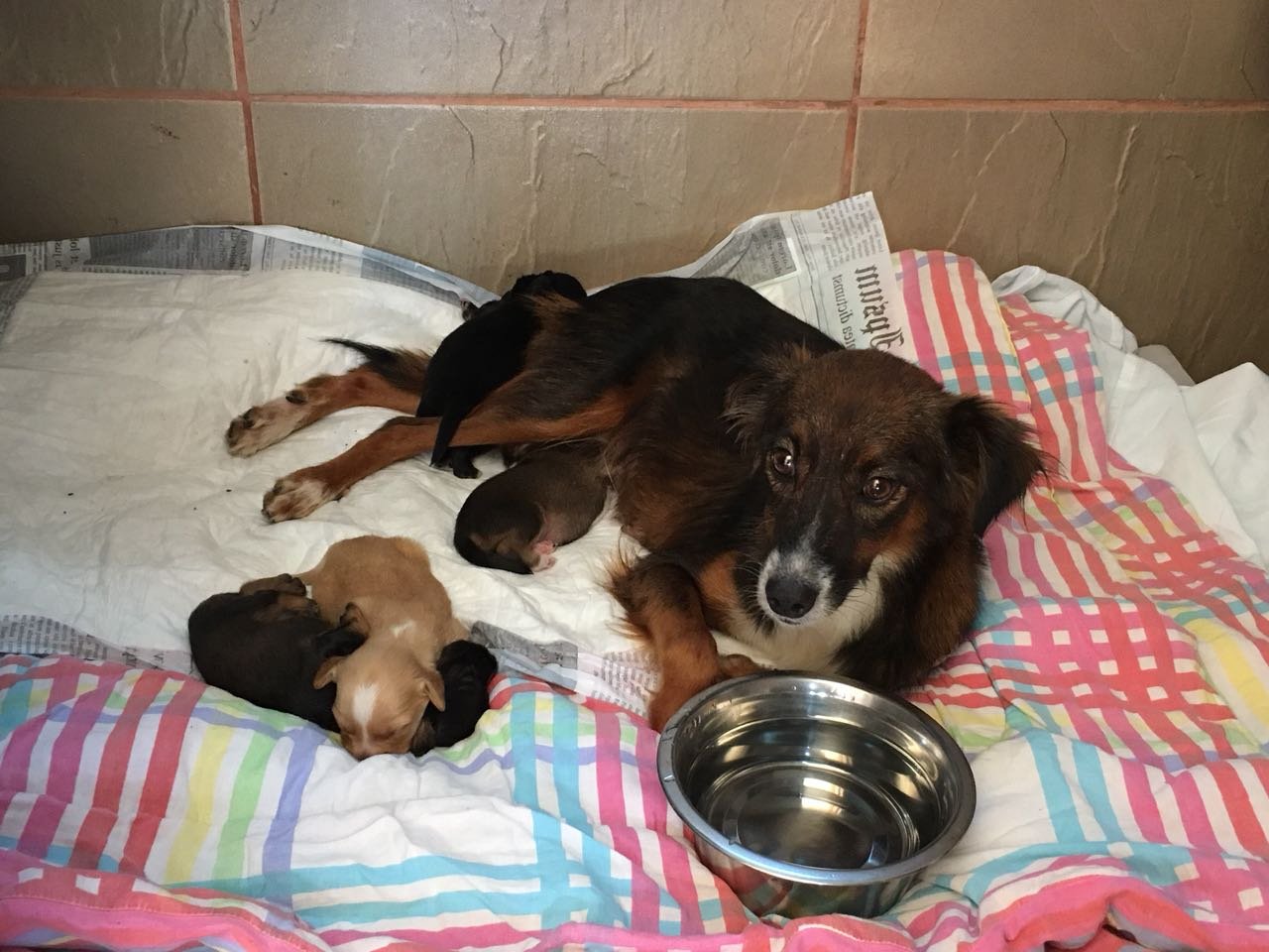 imagem da vaquinha Vamos ajudar a Fox!