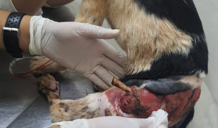 Ajude a perninha, vítima de atropelamento, a se recuperar