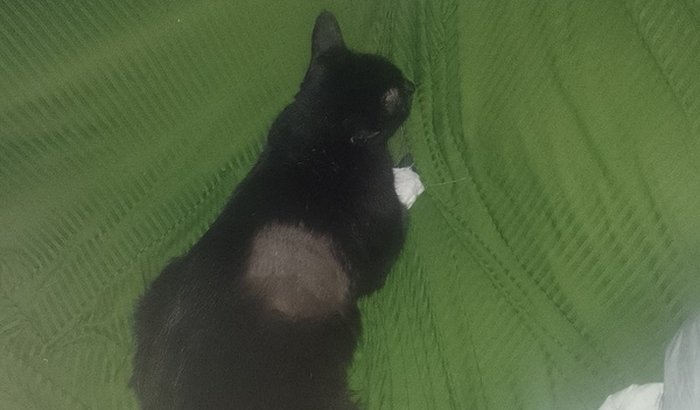 Por amor a Pantera ( faleceu hoje, obrigada a quem colaborou)