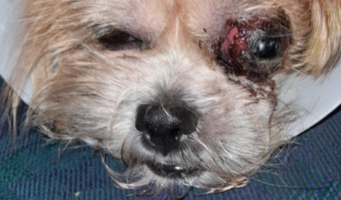 Cirurgia do olho da cadelinha