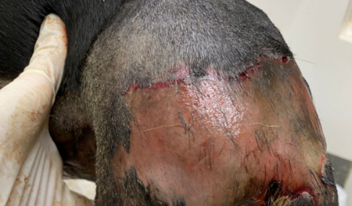 Ajuda para o tratamento médico do Toquinho