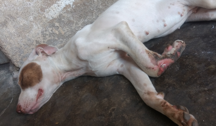 Minha cachorra foi atropelada e vai precisar de uma cirurgia