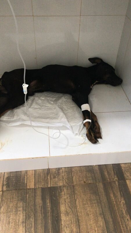 Cachorrinho com erliquiose 