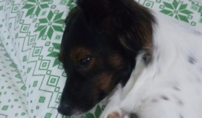 Ajuda pra salvar a vida de Maggie com laishmaniose