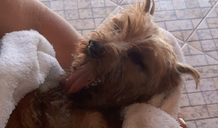 ajude a Ellie