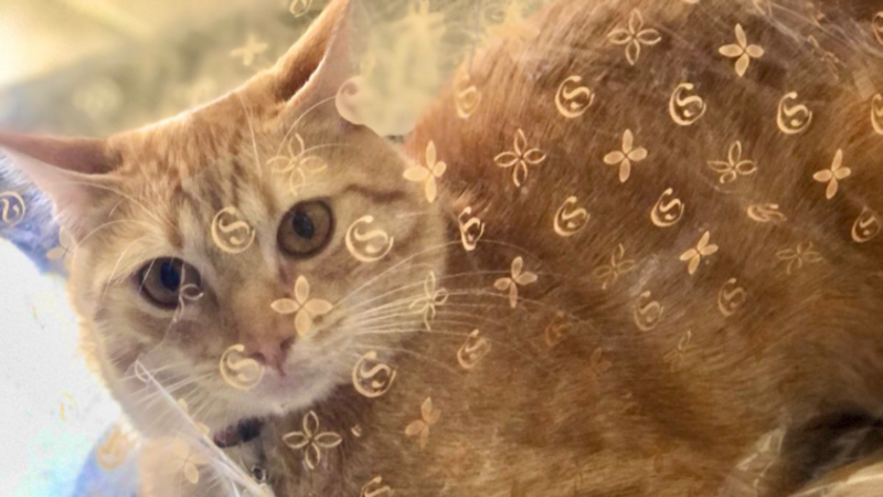 imagem da vaquinha Me ajude a Salvar meu Gato Zaion