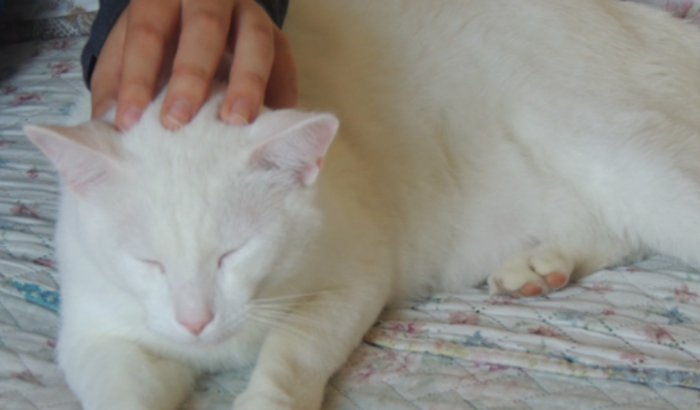 Ajuda para cirurgia do meu gatinho atropelado