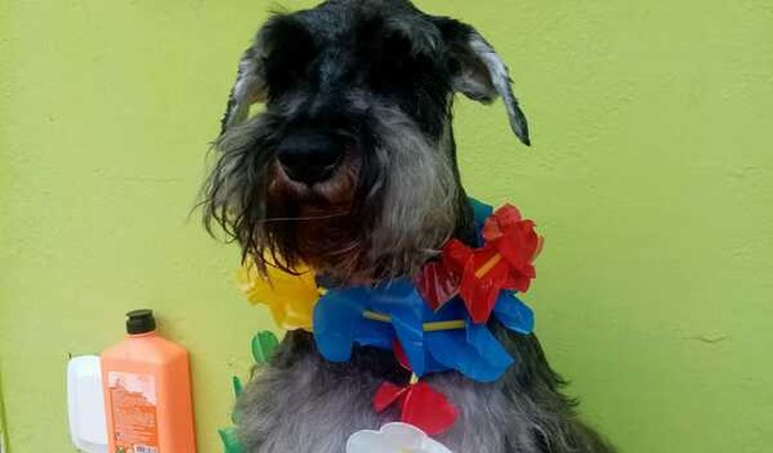 Ajude o Tony na cirurgia dele!