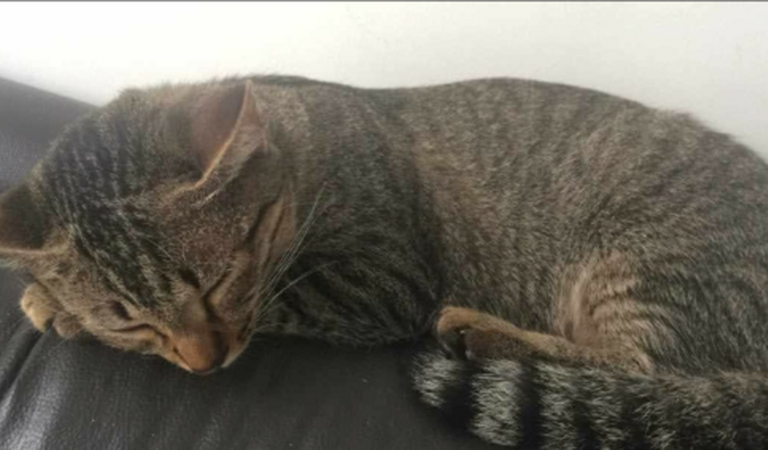 Ajude Angel a fazer a cirurgia e voltar pra casa!