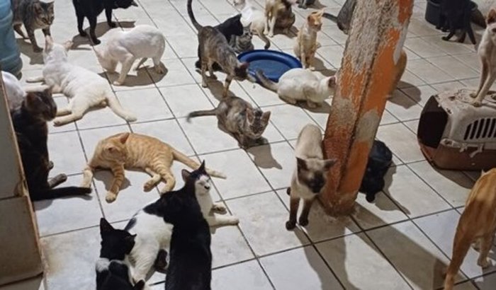 🐾AJUDEM A COMPRAR O ABRIGO PARA OS ANIMAIS🙏🏾🐾🐕🐈🐈⬛🍀