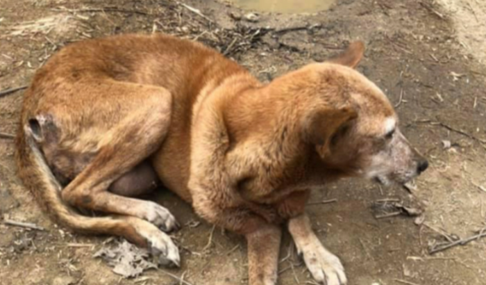 Cirurgia e tratamentos do Toby