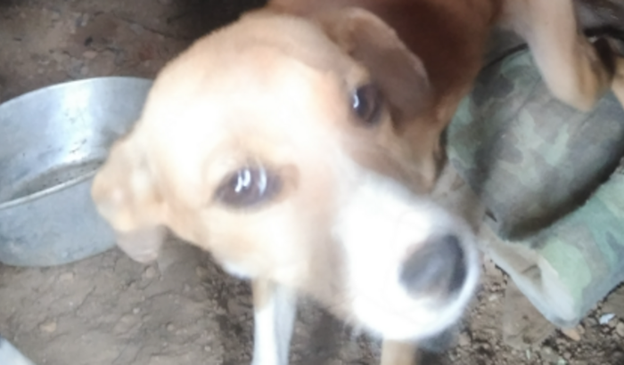 Ajuda a castrar os meus cães 