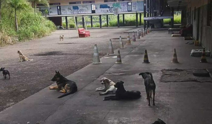 Coracao animal