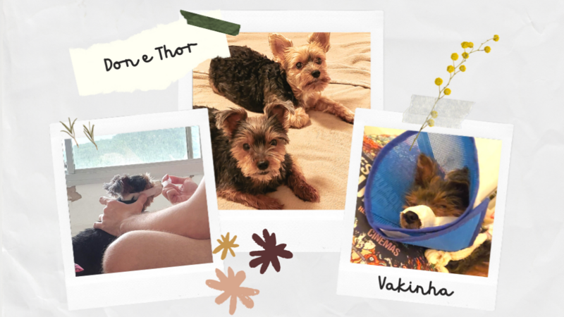 Vakinha para Cirurgia do Thor e do Don